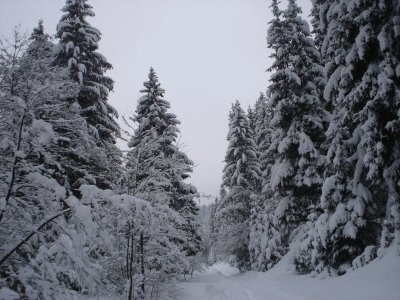 Zelenkovac_razglednica